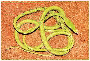 நல்ல பாம்பு 11: பாம்பா? கொடியா?