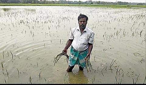 திருவாரூர் மாவட்டம் புள்ளமங்கலம் கிராமத்தில் மழைநீரில் மூழ்கியுள்ள சம்பா பயிரை கையில் எடுத்து காண்பிக்கும் விவசாயி.