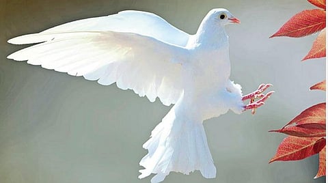 பளிச் பத்து 150: புறா