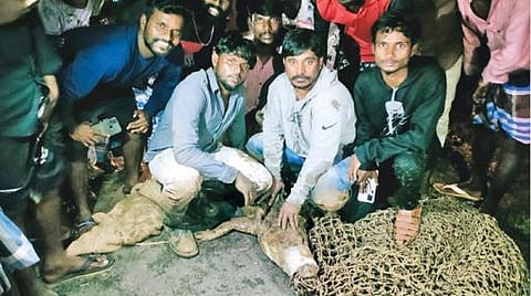 கடலூர் அருகே வெள்ளக்கரையில் வனத்துறையினர் ஊருக்குள் நுழைந்த முதலையை பிடித்தனர்.