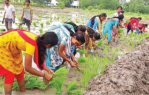 விருதுநகர் செந்திக்குமார நாடார் கல்லூரியில் நெல் நாற்று நடவு செய்த மாணவிகள்.