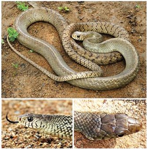 நல்ல பாம்பு 12: அருகிலிருந்தும் அறியப்படாத சாரைப் பாம்பு