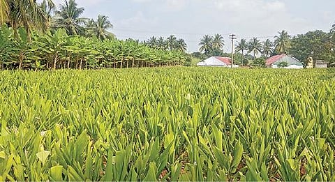 கோவை அன்னூர் அருகே தொழிற்பேட்டை அமைக்க நிலம் கையகப் படுத்த திட்டமிடப்பட்டுள்ள அக்கரைசெங்கப்பள்ளி ஊராட்சிக்கு உட்பட்ட குன்னிபாளையம் பகுதியில் பயிரிடப்பட்டுள்ள மஞ்சள், வாழை. படம்: க.சக்திவேல்