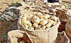 ‘லேஸ்’ சிப்ஸ் தயாரிக்கப் பயன்படும் உருளைக்கிழங்கு காப்புரிமையை இழந்தது பெப்சி: பயிர் பாதுகாப்பு மற்றும் விவசாயிகளின் உரிமை ஆணையம் தீர்ப்பு