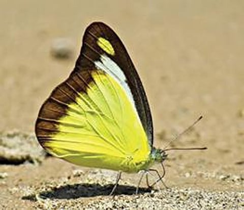 ஆனைவாரி முட்டல் சூழல் சுற்றுலா மைய பூங்காவில் வலம் வரும் கேடாப்சிலியா போரோமா, அப்பியாஸ் லைசிடா வண்ணத்துப்பூச்சிகள்.