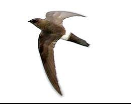 கல் கவுதாரி