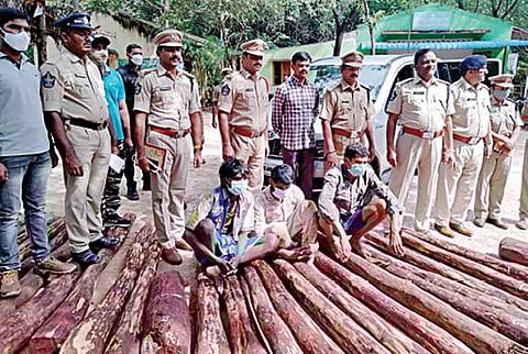 திருப்பதி சேஷாசலம் வனப்பகுதியில் பறிமுதல் செய்யப்பட்ட செம்மரங்களுடன், கைதான நபர்கள்.