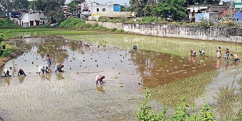 அணைப்பட்டியில் நெல் நாற்று நடும் பணியில் ஈடுபட்ட தொழிலாளர்கள்.