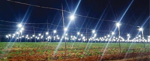 ஓசூர் மத்தம் கிராமத்தில் சாமந்தி மலர் தோட்டத்தில் எல்இடி மின்விளக்குகளை எரிய விட்டு நவீன முறையில் மலர் சாகுபடியில் ஈடுபட்டுள்ள விவசாயி.