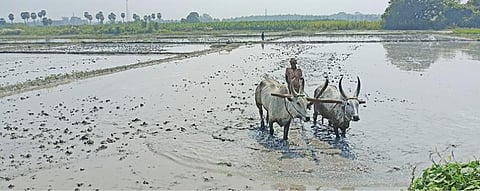 போடேந்திரபுரத்தில் இரண்டாம்போக சாகுபடிக்காக வயலை உழும் பணி நடைபெறுகிறது.