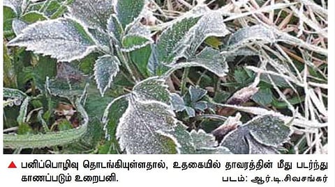 வடகிழக்கு பருவமழை நீடித்து பருவம் தவறி பெய்த மழையால் உதகையில் தாமதமாக பொழியும் உறைபனி: கடும் குளிரால் பொதுமக்கள் அவதி; கருகும் தாவரங்கள்