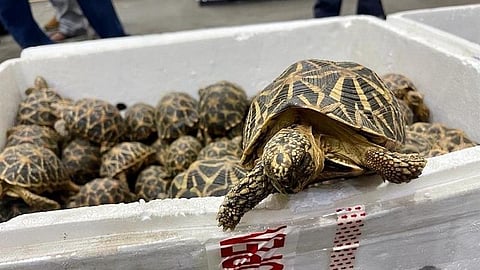 நண்டு ஏற்றுமதிக்கு அனுமதி வாங்கி நட்சத்திர ஆமைகள் கடத்தல்: சென்னையில் பறிமுதல்