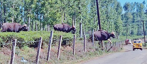 நீலகிரி மாவட்டத்தில் காட்டெருமைகளால் நிகழும் மனித-விலங்கு மோதலை தவிர்க்க அறிவியல் ரீதியாக முயற்சி: சர்வதேச வன விலங்குகள் நிதியத்துடன் வனத்துறை கைகோர்ப்பு