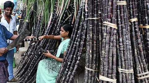 கரோனா பெருந்தொற்றால் வேலூர் மாவட்டத்தில் கரும்பு விற்பனை சரிவு: விவசாயிகளும் வியாபாரிகளும் வேதனை