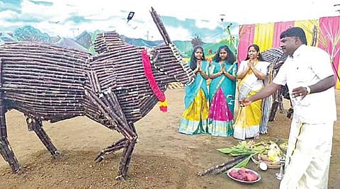 காஞ்சிபுரம் அருகே கீழ்கதிர்பூரில் செங்கரும்புகளால் செய்யப்பட்ட காளை மாடுகளுடன் பொங்கல் கொண்டாடிய விவசாயி.