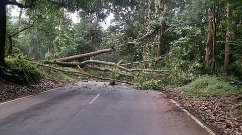 இந்திய வனநிலை அறிக்கை: தமிழ்நாட்டுக்கான பாடங்கள்