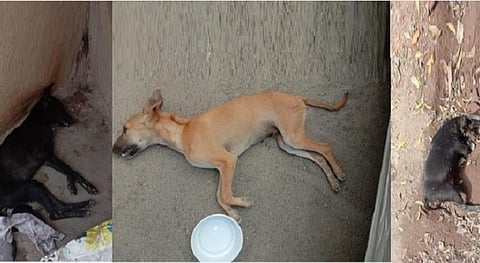 திருச்சியில் ரத்தம் கக்கிய நிலையில் இறந்து கிடந்த தெருநாய்கள்.