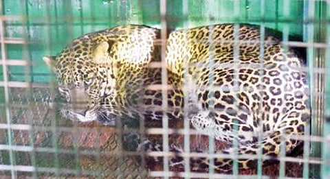 கோவை குனியமுத்தூர் பி.கே.புதூரில் கூண்டுக்குள் சிக்கிய சிறுத்தை. படம்:ஜெ.மனோகரன்