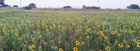 புதூர் அருகே வெம்பூரில் திரட்சியின்றி காணப்படும் சூரியகாந்தி பூக்கள்.
