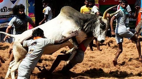 ஜல்லிக்கட்டில் காயமடைந்த இளைஞர் உயிரிழப்பு