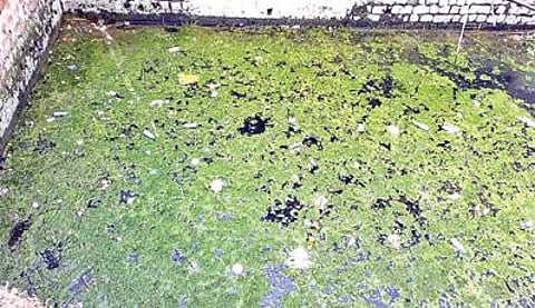 திருப்பத்தூர் 34-வது வார்டில் பொதுமக்களுக்கு விநியோகிக்கப்படும் குடிநீர் மாசடைந்துள்ளது.