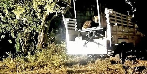 ஆனைமலை புலிகள் காப்பகத்தில் வால்பாறை வனச்சரகத்தில் உள்ள காடம்பாறை வனப்பகுதியில் விடுவிக்கப்பட்ட சிறுத்தை.