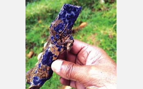 கோத்தகிரி லாங்வுட் சோலையில் அபூர்வ வகை பூஞ்சான் கண்டுபிடிப்பு