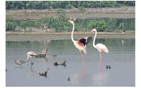 இன்று உலக ஈர நில தினம்: கோவை குளங்களில் பல்லுயிர்களின் வாழ்வியல் சூழல் மேம்படுத்தப்படுமா?