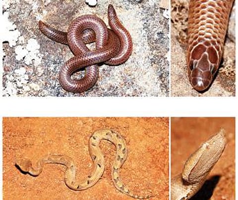 நல்ல பாம்பு - 20: மேற்கு மலைத் தொடரின் தனித்துவப் பாம்புகள்