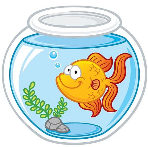 புதிய கண்டுபிடிப்புகள்: வண்டி ஓட்டும் தங்கமீன்கள்!