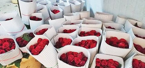 ஓசூரில் பசுமைக்குடிலில் சாகுபடி செய்யப்பட்டுள்ள ரோஜா மலர்கள்