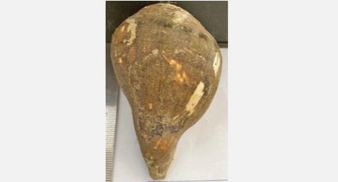 வலம்புரி சங்கு