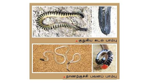 நல்ல பாம்பு -21: அரிய பாம்புகள் இரண்டு
