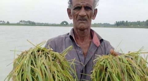 சில தினங்களுக்கு முன் பெய்த மழையால் பயிர்கள் பாதிப்பு; அனைத்து விவசாயிகளுக்கும் உரிய இழப்பீடு வழங்க வேண்டும்: தமிழ்நாடு விவசாயிகள் சங்கம் வலியுறுத்தல்