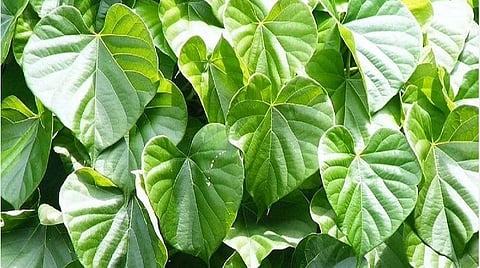 குடுச்சி மூலிகை இலைகள்