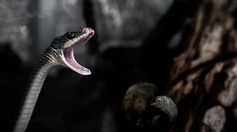 நல்ல பாம்பு - 23: பாம்பு கடித்தால் என்ன செய்ய வேண்டும்?