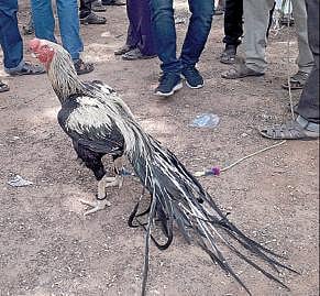 திண்டுக்கல்லில் நடந்த கண்காட்சியில் பங்கேற்ற ரூ.3 லட்சம் மதிப்பிலான சேவல்.