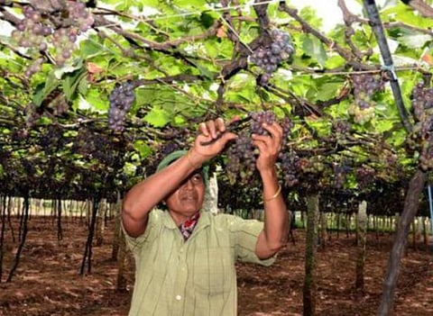பழங்கள் ஏற்றுமதியில் முதலிடம் வகிக்கும் திராட்சை