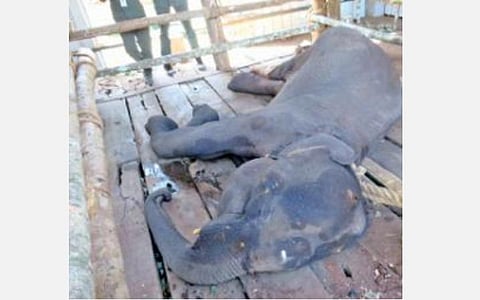 டாப்சிலிப் வனப்பகுதியில் உயிரிழந்த பெண் யானை.