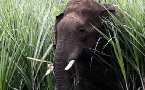 பள்ளிப்பட்டு அருகே ஈச்சம்பாடி கிராமத்தில் 3 யானைகள் புகுந்துள்ளன.