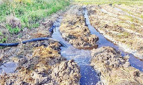 மன்னார்குடி அருகே மேலப்பனையூர் ஊராட்சி உக்கடை கமலாபுரம் கிராமத்தில் ஓஎன்ஜிசி பணி காரணமாக வெளியேறிய ரசாயன கழிவுநீர் பாய்ந்ததால் பாதிக்கப்பட்டுள்ள விவசாய நிலம்.