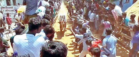 ஆம்பூர் அடுத்த வீராங்குப்பம் கிராமத்தில் நேற்று நடைபெற்ற எருது விடும் விழாவில் இலக்கை நோக்கி சீறிப்பாய்ந்து ஓடிய காளை.