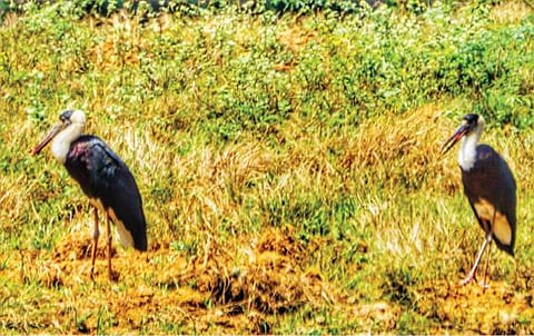 திருநெல்வேலி மாவட்டம் மகேந்திரகிரி ஐஎஸ்ஆர்ஓ வளாகத்தில் காணப்பட்ட அரியவகை பறவையான வெண்கழுத்து நாரைகள்.