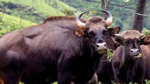 கேத்தி பள்ளத்தாக்கில் பாதை ஆக்கிரமிப்பால் தண்ணீர் இன்றி தவிக்கும் காட்டெருமைகள்