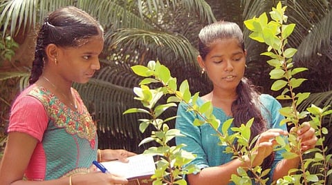 புதர்கள் கற்றுத்தந்த புதிய பாடம்!