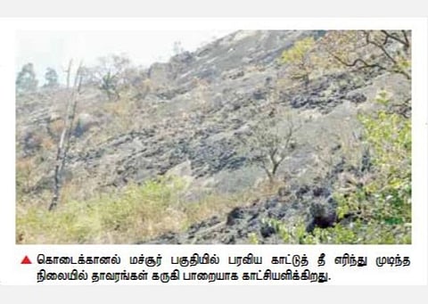 கொடைக்கானல் மலையில் கட்டுக்குள் வந்த காட்டுத் தீ: வனவிலங்குகளுக்கு பாதிப்பில்லை