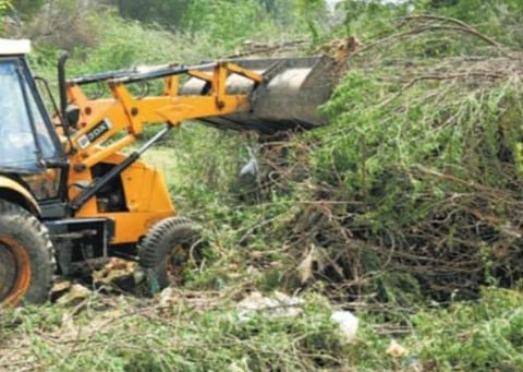 சீமை கருவேல மரங்கள் | கோப்புப் படம்