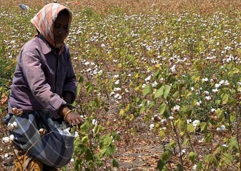 தமிழக வேளாண் பட்ஜெட் 2022-23: நீடித்த நிலையான பருத்தி இயக்கத்துக்கு ரூ.15 கோடி ஒதுக்கீடு