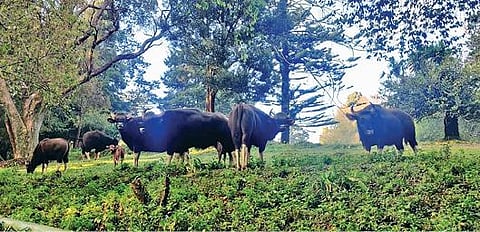 கேத்தி பள்ளத்தாக்கில் பாதை ஆக்கிரமிப்பால் தண்ணீர் இன்றி தவிக்கும் காட்டெருமைகள்