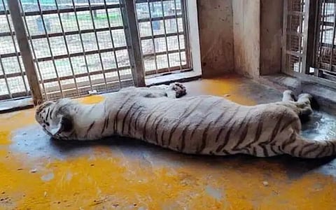 வண்டலூரில் வெள்ளை புலி உயிரிழப்பு